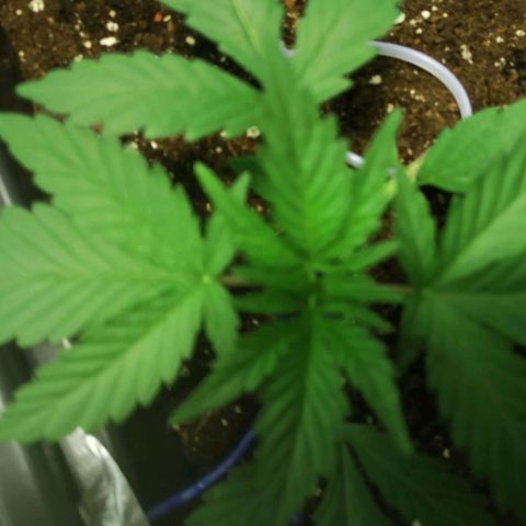Critical Cheese Autoflowering growlog timeline photo