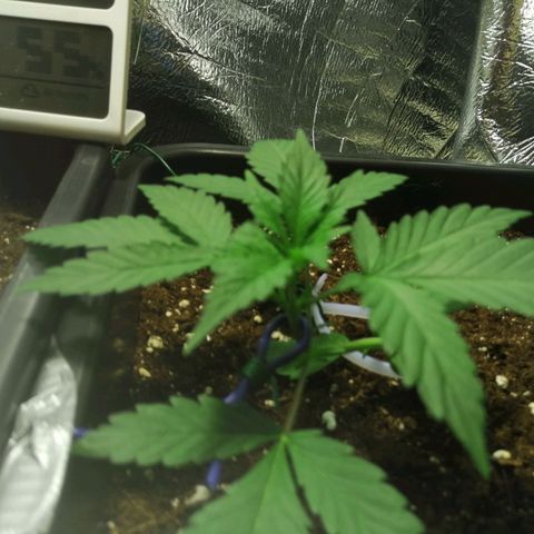 Lemon Cake growlog timeline photo