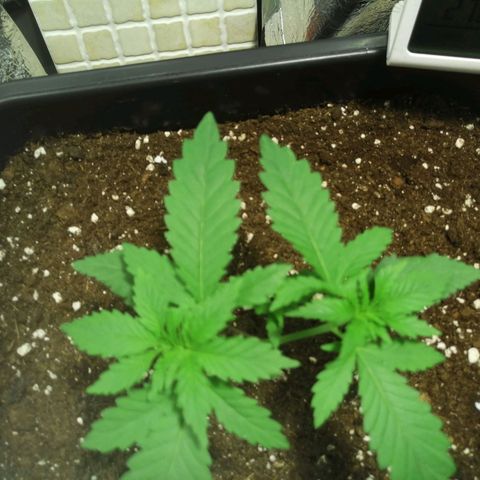 Lemon Cake growlog timeline photo