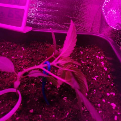 Critical Cheese Autoflowering growlog timeline photo