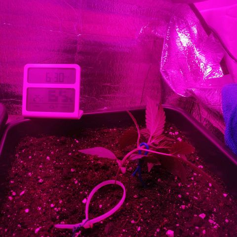 Critical Cheese Autoflowering growlog timeline photo