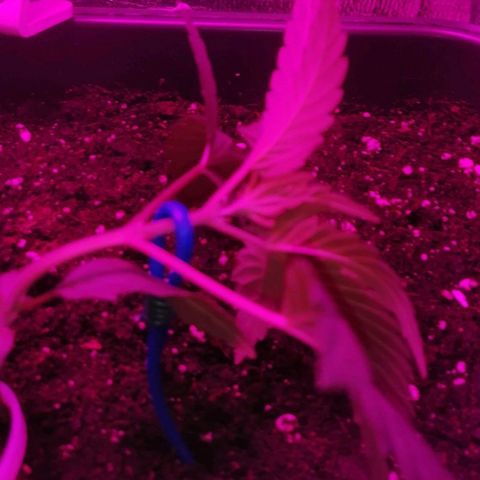 Critical Cheese Autoflowering growlog timeline photo
