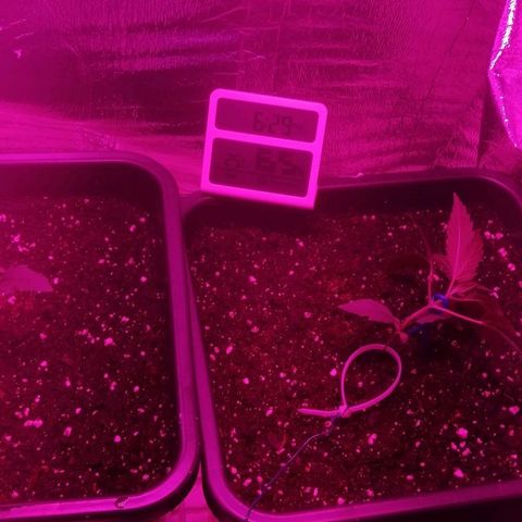 Critical Cheese Autoflowering growlog timeline photo