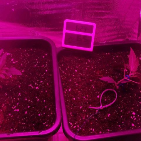 Critical Cheese Autoflowering growlog timeline photo