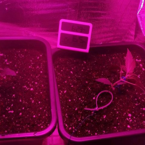 Critical Cheese Autoflowering growlog timeline photo