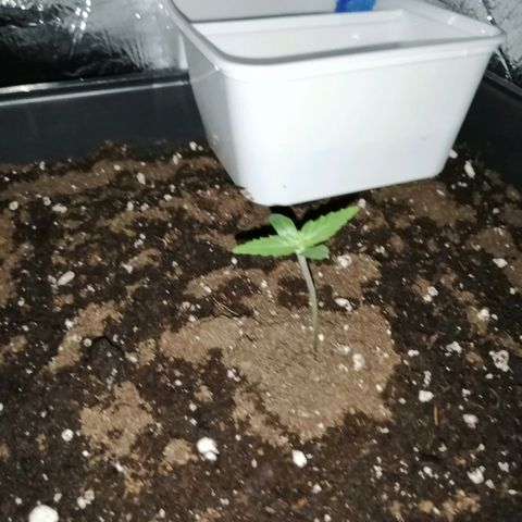 Critical Cheese Autoflowering growlog timeline photo