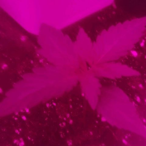 Critical Cheese Autoflowering growlog timeline photo