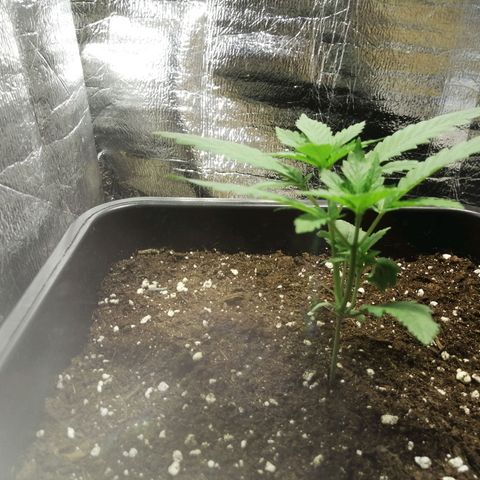 Lemon Cake growlog timeline photo