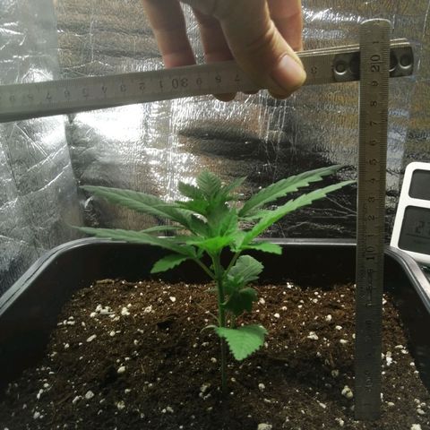 Lemon Cake growlog timeline photo