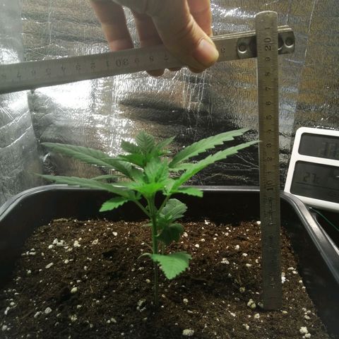 Lemon Cake growlog timeline photo
