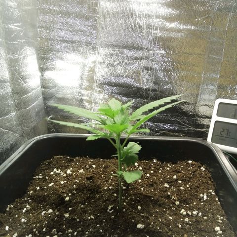 Lemon Cake growlog timeline photo