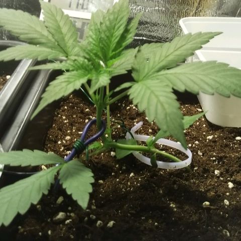 Critical Cheese Autoflowering growlog timeline photo