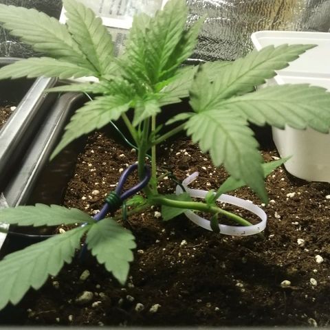 Critical Cheese Autoflowering growlog timeline photo