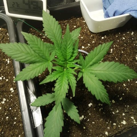 Critical Cheese Autoflowering growlog timeline photo