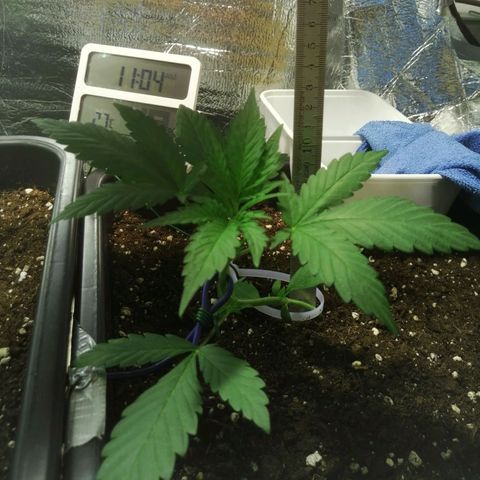 Critical Cheese Autoflowering growlog timeline photo