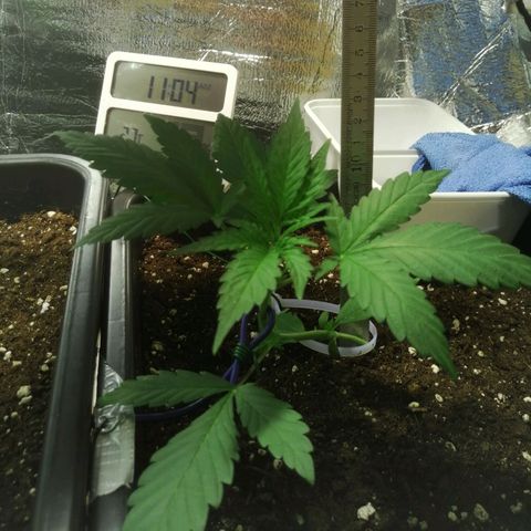 Critical Cheese Autoflowering growlog timeline photo