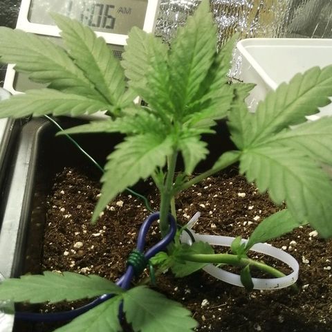 Critical Cheese Autoflowering growlog timeline photo