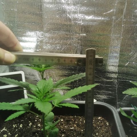 Lemon Cake growlog photo: 19cm