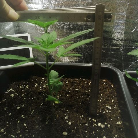 Lemon Cake growlog photo: 19cm
