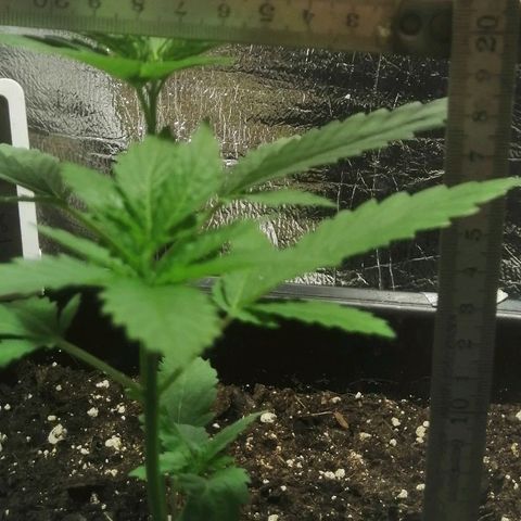 Lemon Cake growlog photo: 19cm
