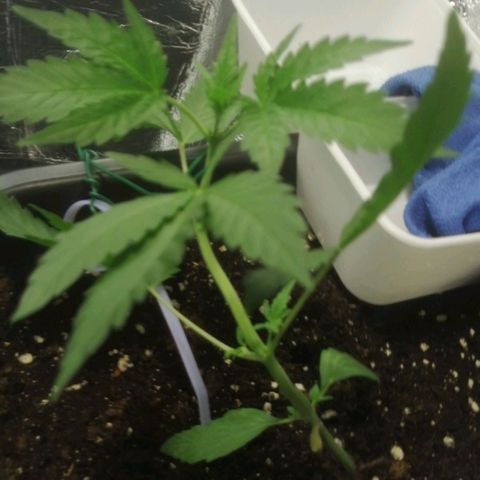 Critical Cheese Autoflowering growlog timeline photo
