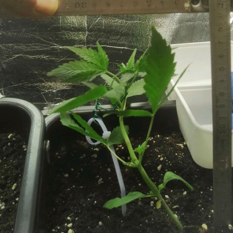 Critical Cheese Autoflowering growlog timeline photo