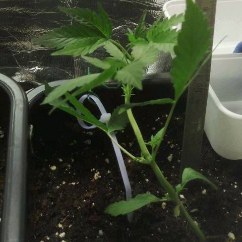 Critical Cheese Autoflowering growlog timeline photo