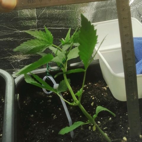 Critical Cheese Autoflowering growlog timeline photo