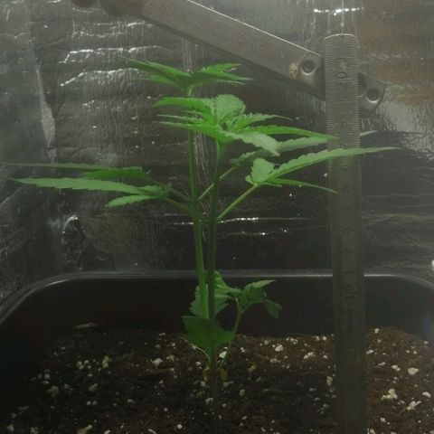Lemon Cake growlog timeline photo