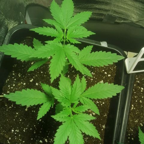 Lemon Cake growlog timeline photo