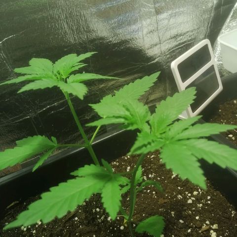 Lemon Cake growlog timeline photo