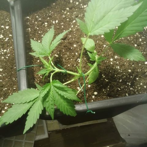 Critical Cheese Autoflowering growlog timeline photo