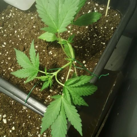Critical Cheese Autoflowering growlog timeline photo