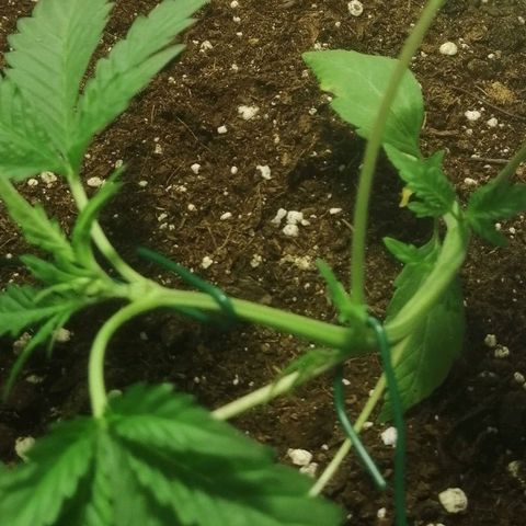 Critical Cheese Autoflowering growlog timeline photo