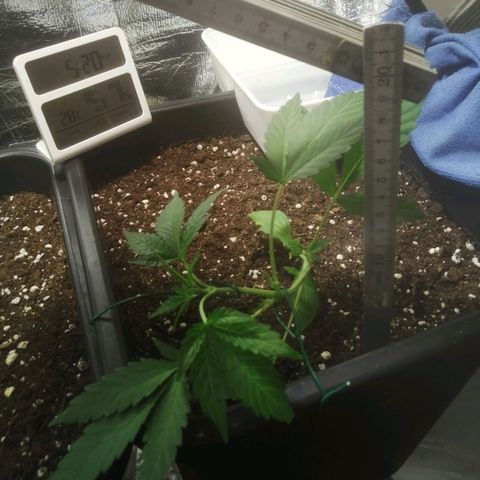 Critical Cheese Autoflowering growlog timeline photo