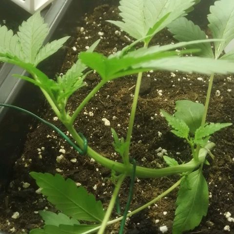 Critical Cheese Autoflowering growlog timeline photo