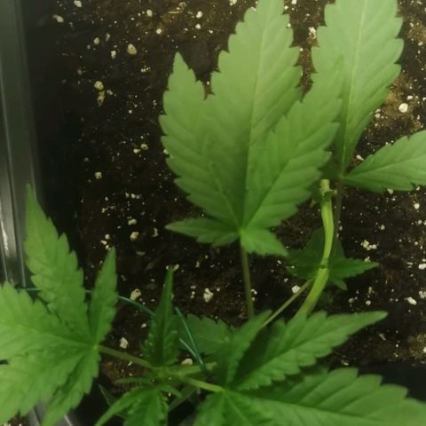 Critical Cheese Autoflowering growlog timeline photo