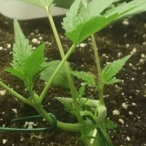 Critical Cheese Autoflowering growlog timeline photo