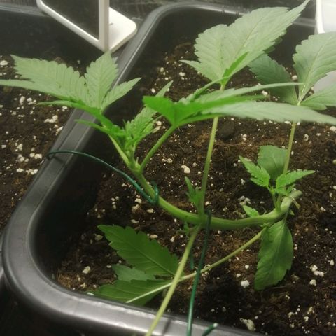 Critical Cheese Autoflowering growlog timeline photo