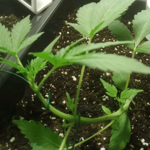 Critical Cheese Autoflowering growlog timeline photo