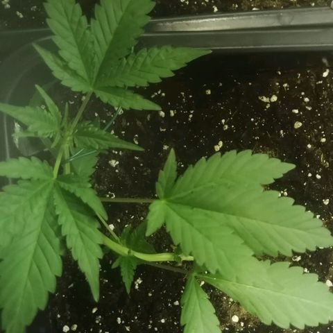 Critical Cheese Autoflowering growlog timeline photo