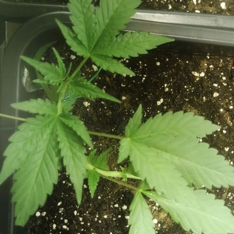 Critical Cheese Autoflowering growlog timeline photo