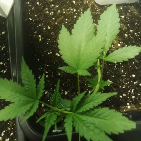 Critical Cheese Autoflowering growlog timeline photo