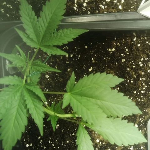 Critical Cheese Autoflowering growlog timeline photo