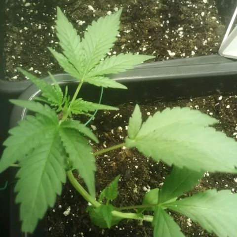 Critical Cheese Autoflowering growlog timeline photo