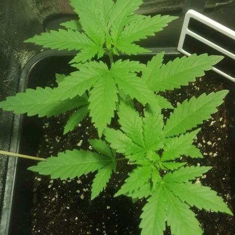 Lemon Cake growlog timeline photo