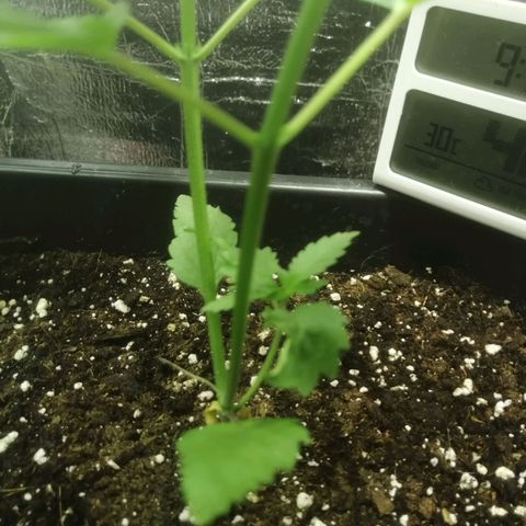 Lemon Cake growlog timeline photo