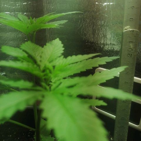 Lemon Cake growlog timeline photo