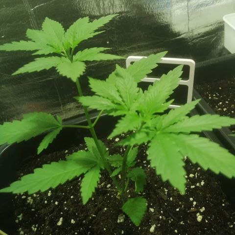 Lemon Cake growlog timeline photo