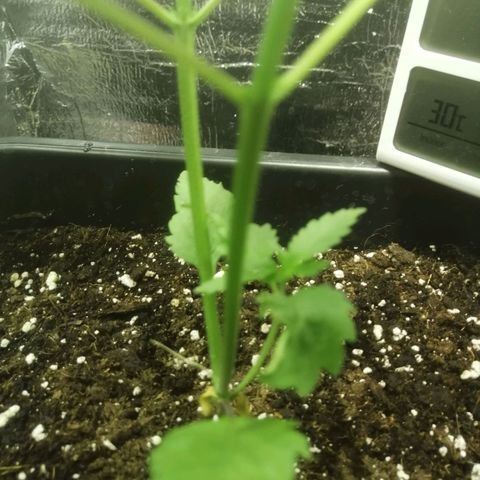 Lemon Cake growlog timeline photo
